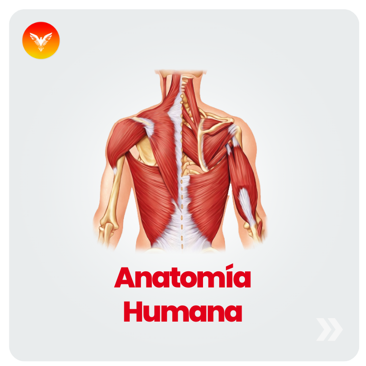 Course Image Básicas II | Anatomía Humana