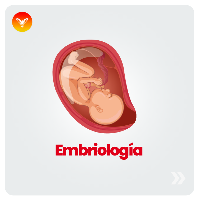 Course Image Básicas II | Embriología