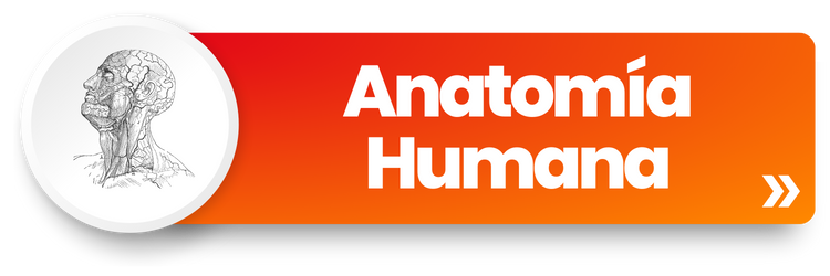 Course Image CB24 - Anatomía Humana